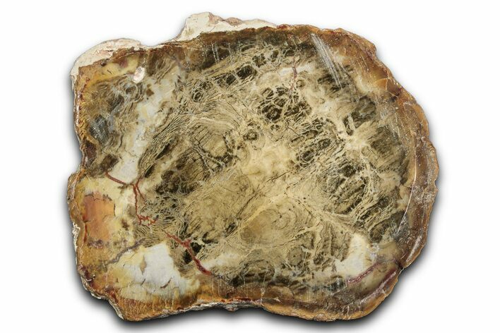 Polished Petrified Wood Slab - Weird Grain Patterns #344662
